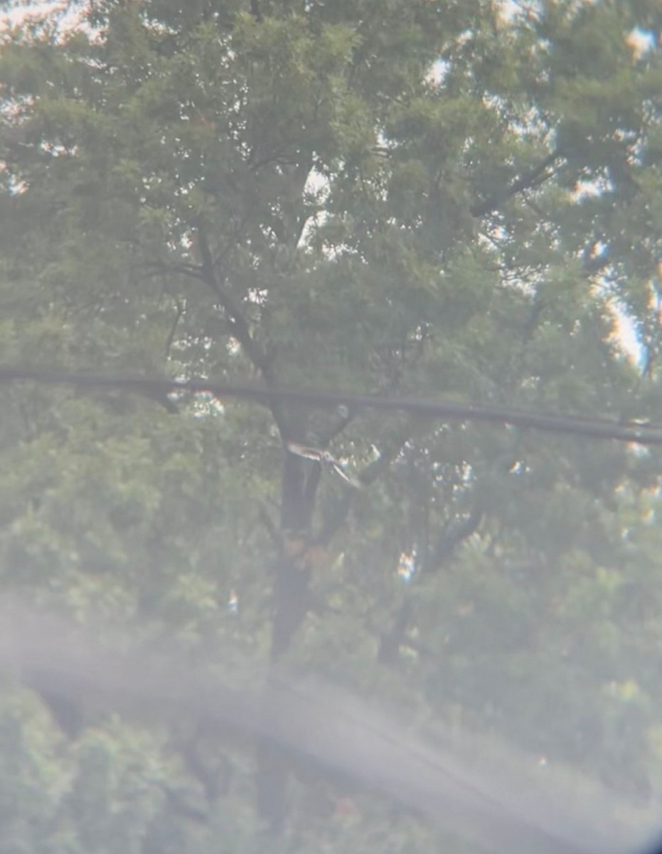 Geai bleu - ML646297885