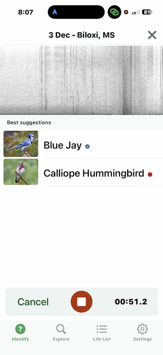 Calliope Hummingbird - ML646297887