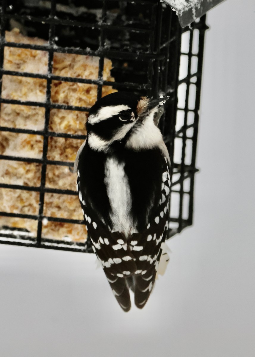 Pic mineur - ML646297889