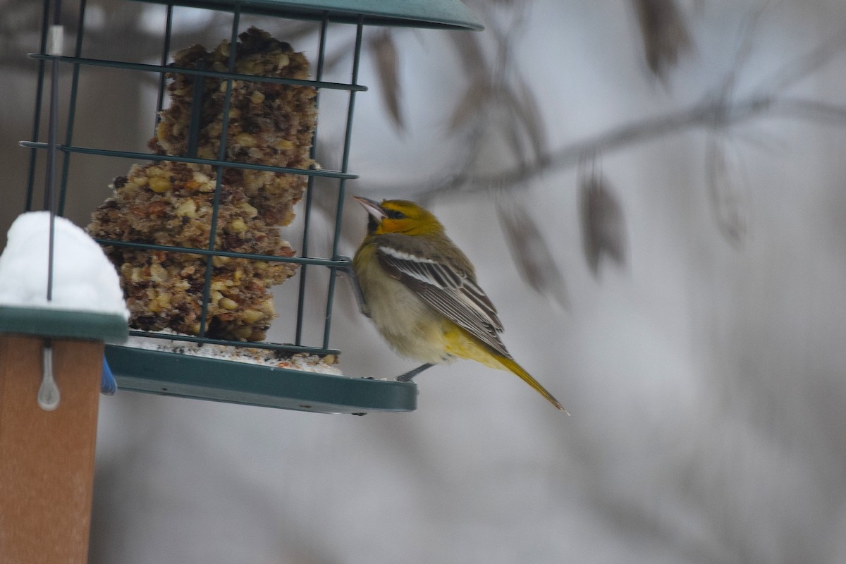 Bullock's Oriole - ML646297891