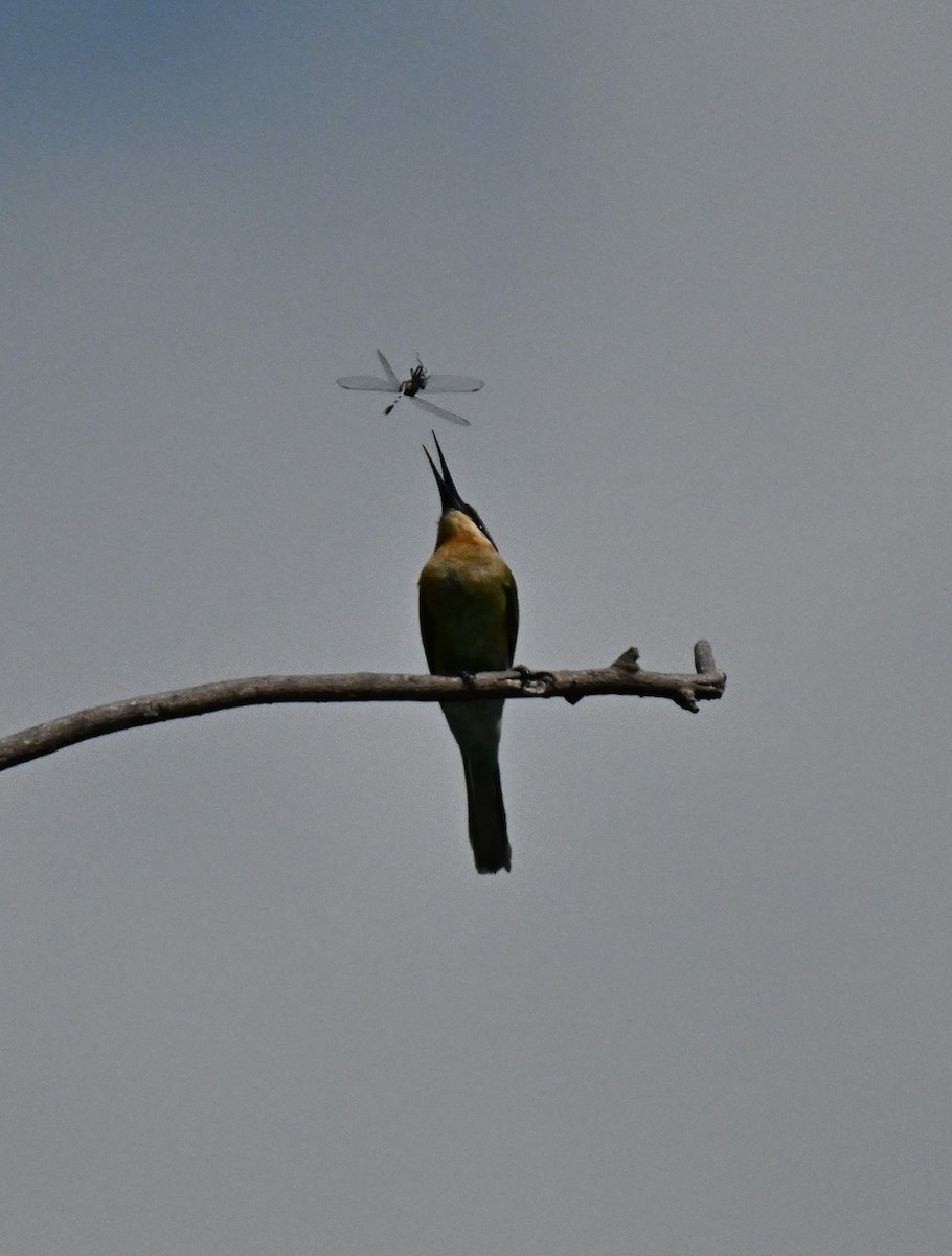 Guêpier à queue d'azur - ML646297892