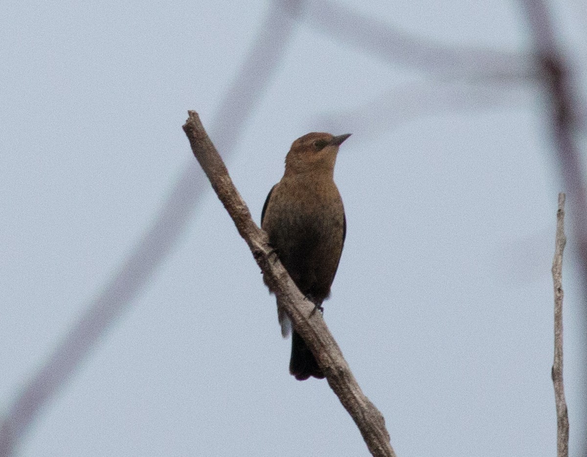 Rusty Blackbird - ML646297895