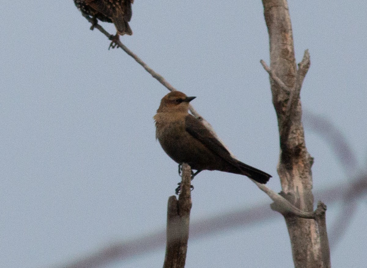 Rusty Blackbird - ML646297896