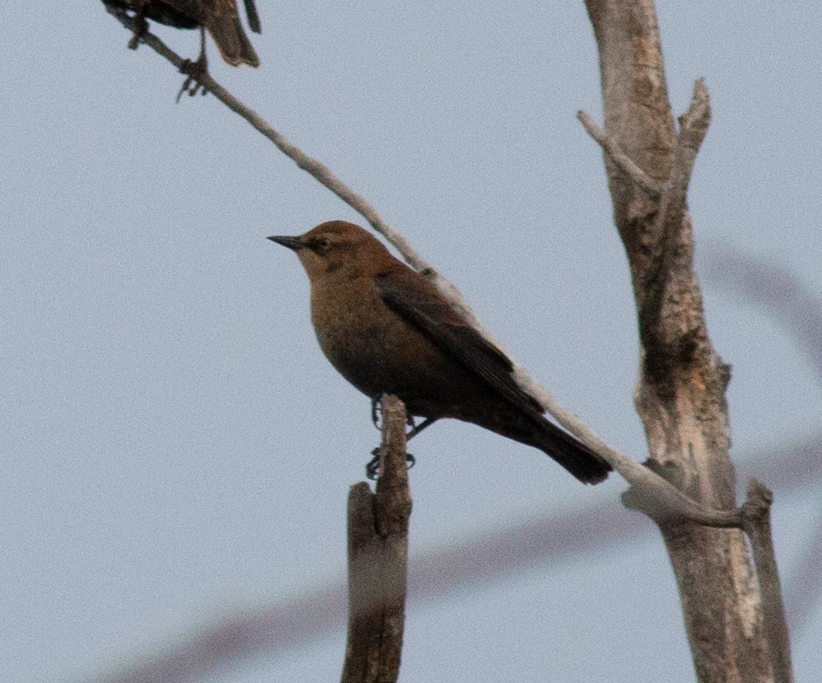 Rusty Blackbird - ML646297897