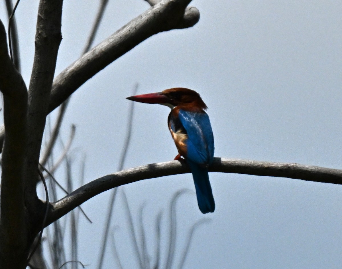 Martin-chasseur de Smyrne - ML646297898