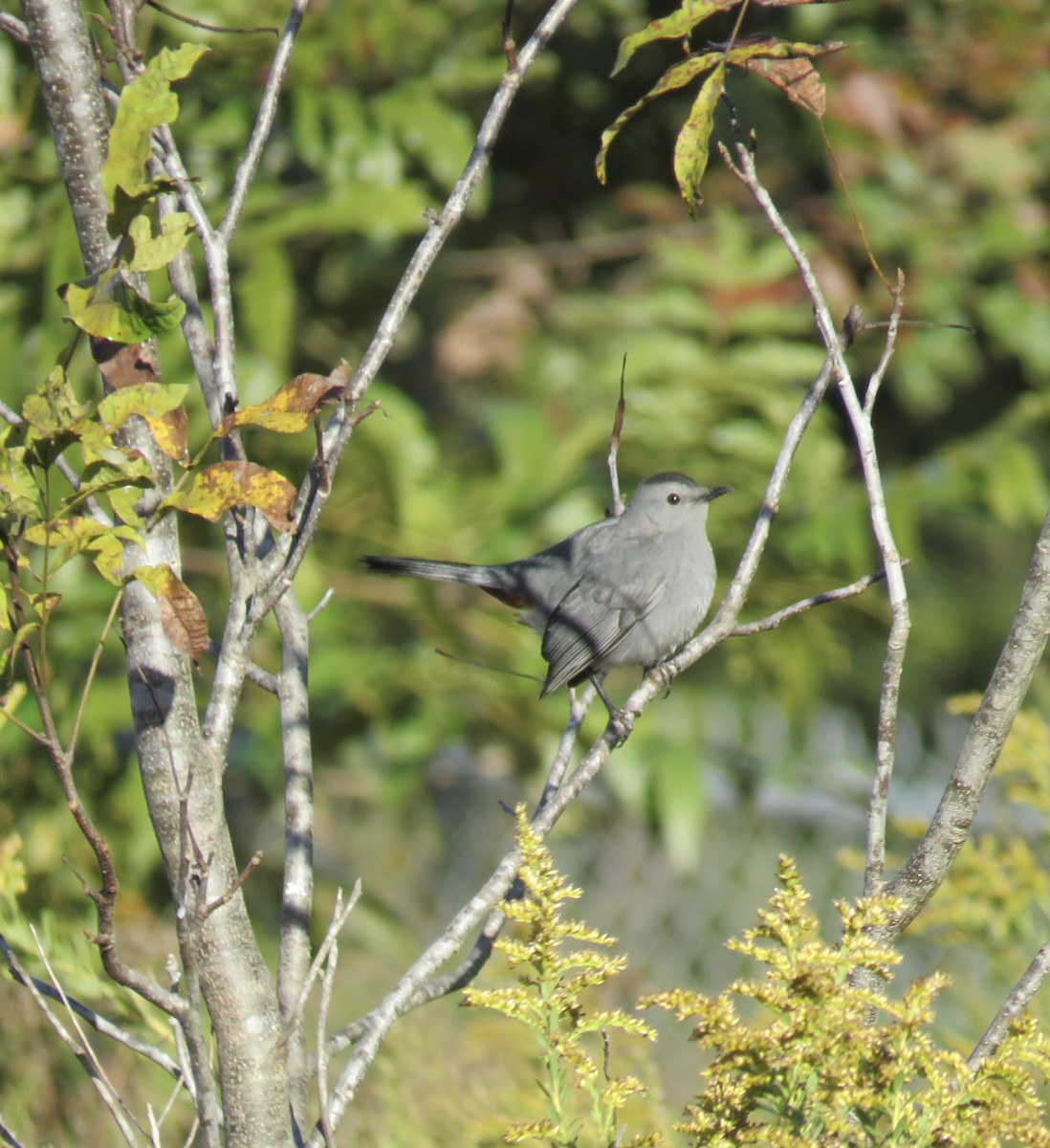 Gray Catbird - ML646297899