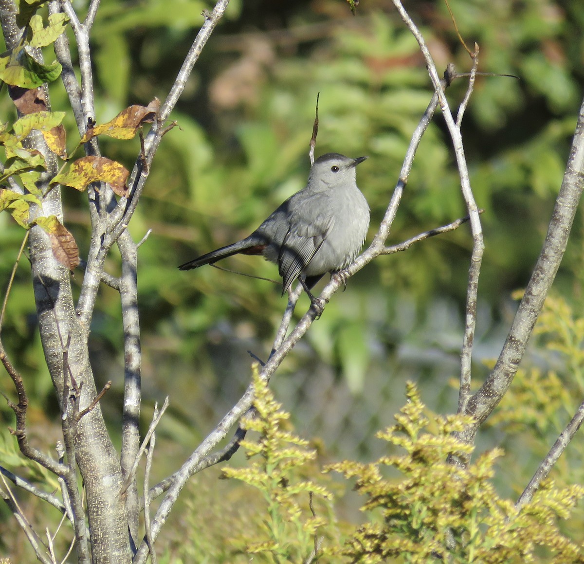 Gray Catbird - ML646297900