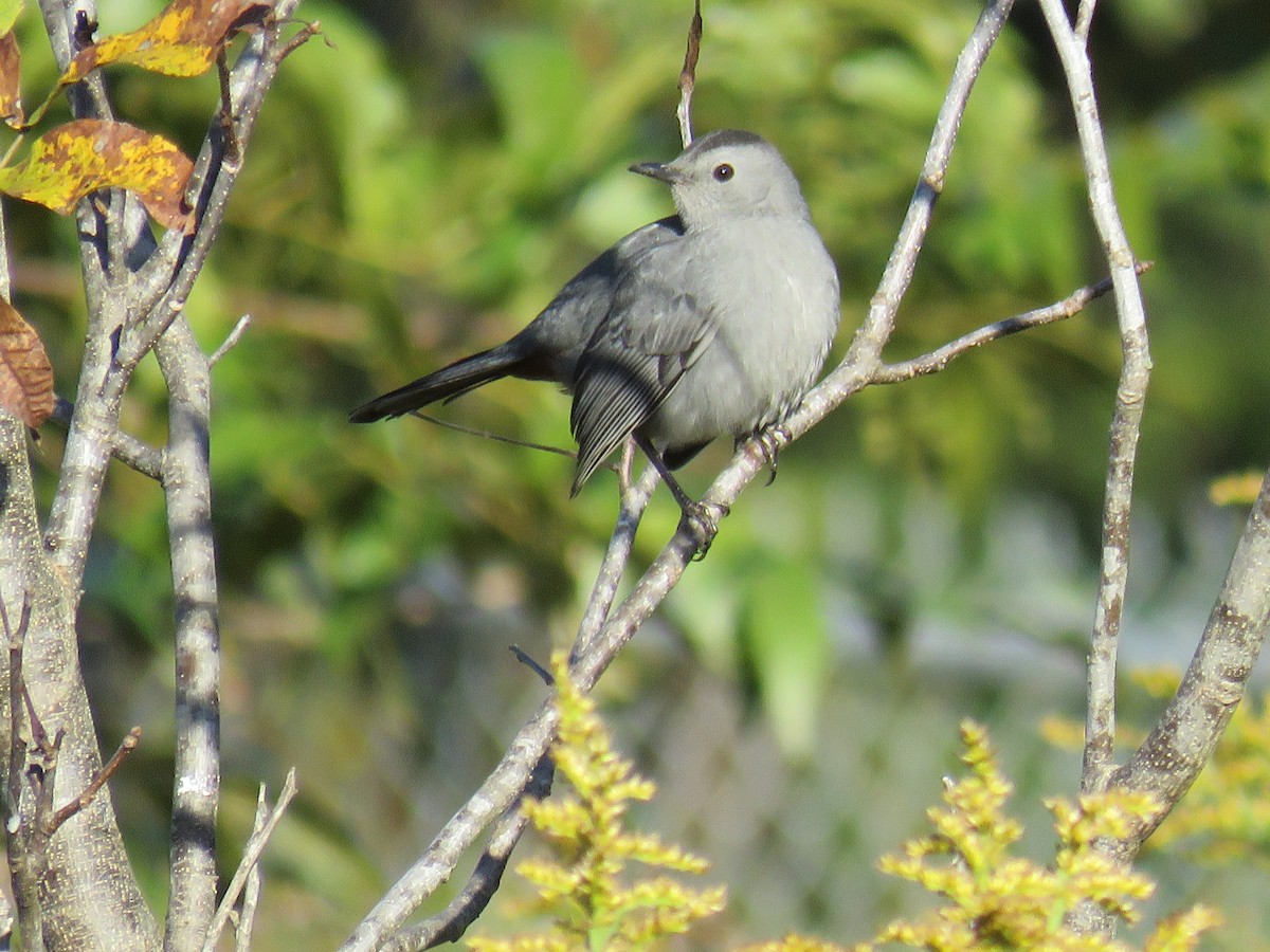 Gray Catbird - ML646297901
