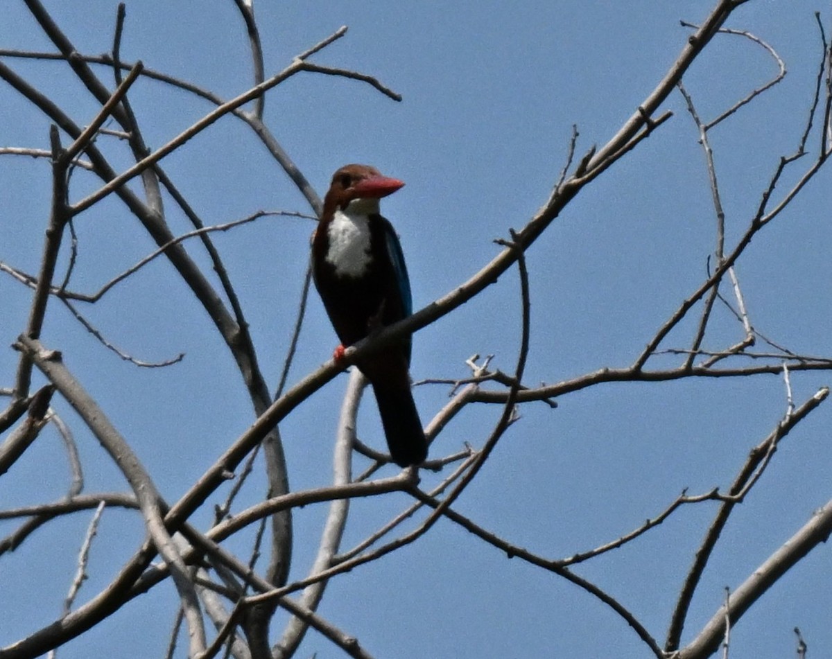 Martin-chasseur de Smyrne - ML646297904