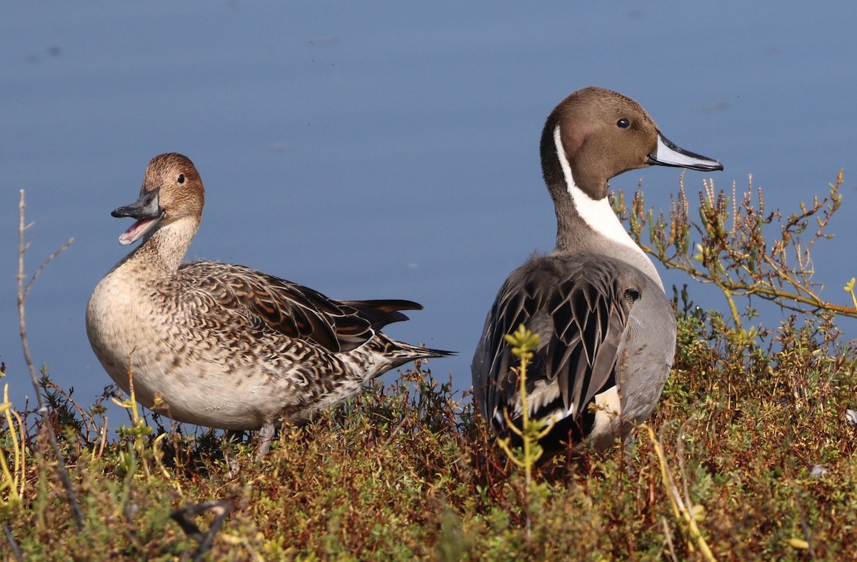 尖尾鴨 - ML646297905