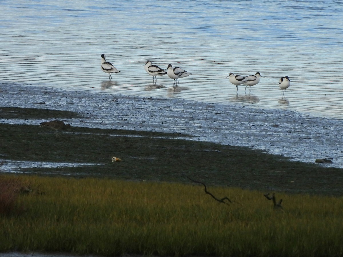 Pied Avocet - ML646297908