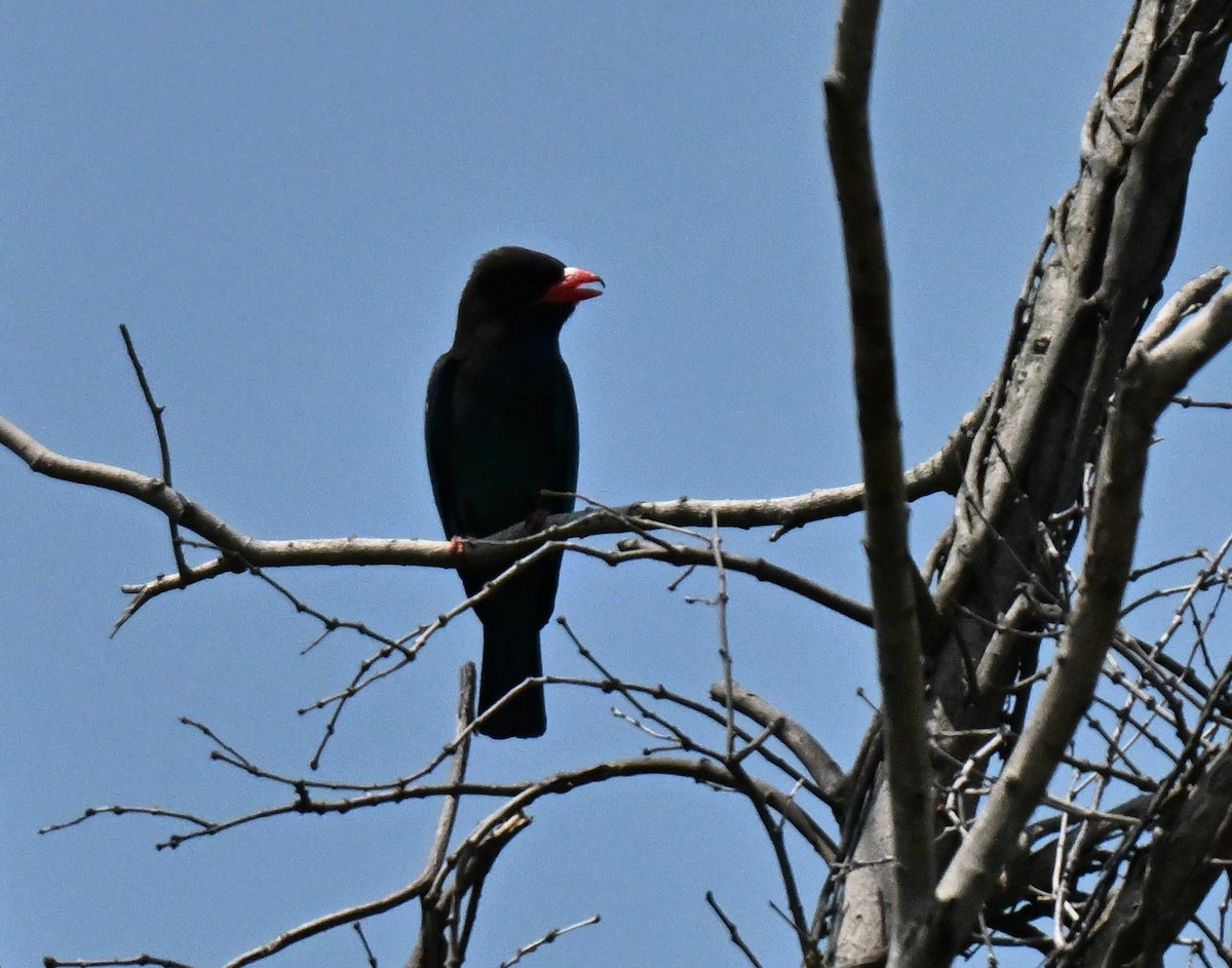 Rolle oriental - ML646297909