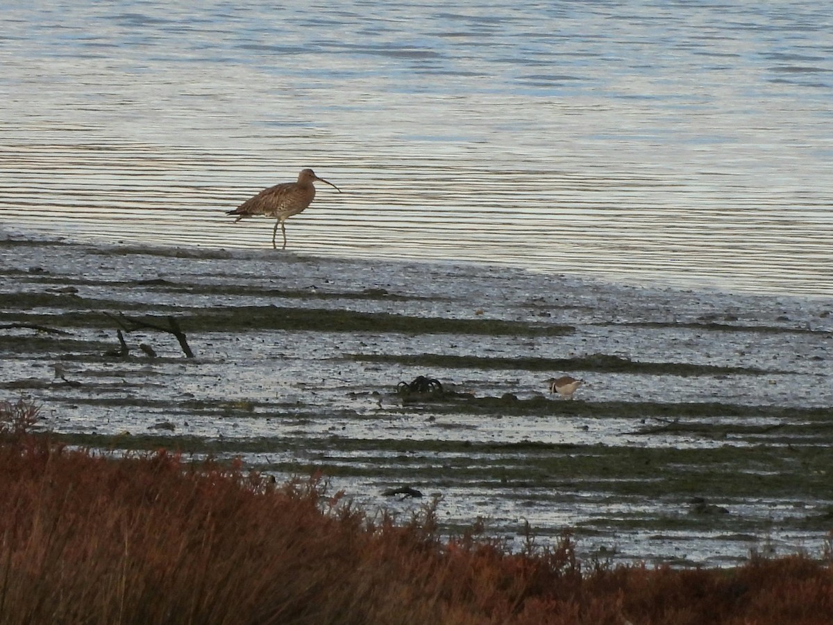Eurasian Curlew - ML646297923