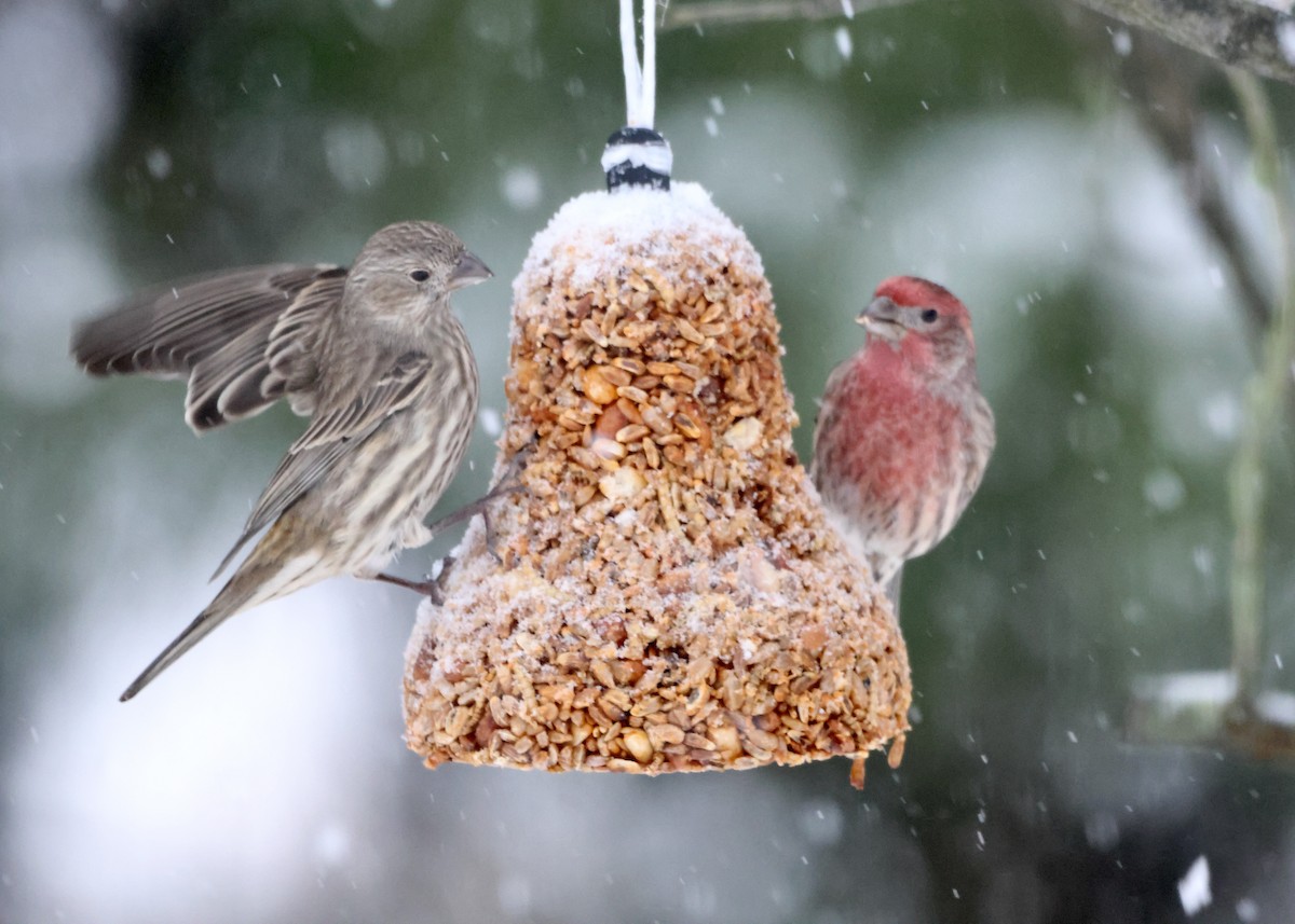 House Finch - ML646297924