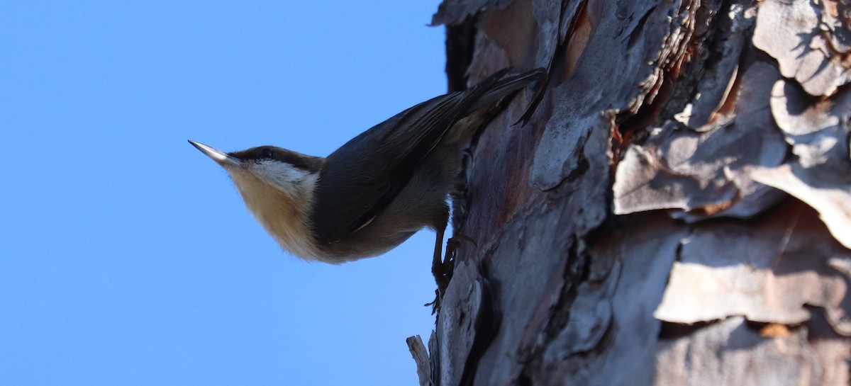 Brown-headed Nuthatch - ML646297925