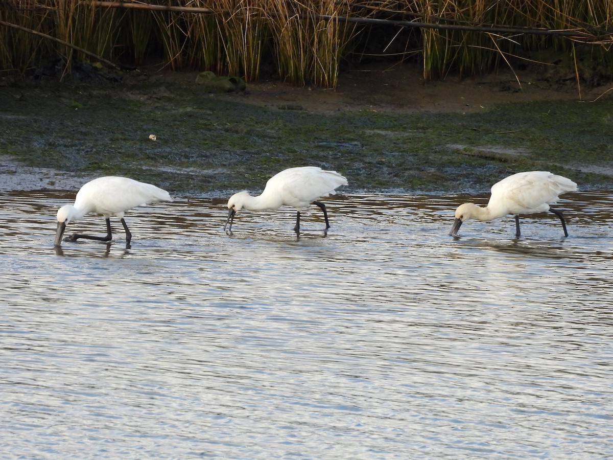 Eurasian Spoonbill - ML646297926