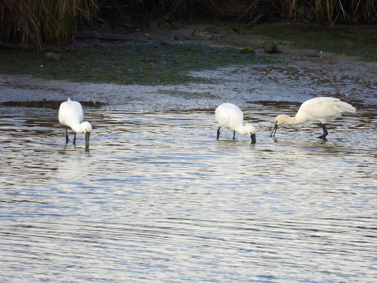Eurasian Spoonbill - ML646297927