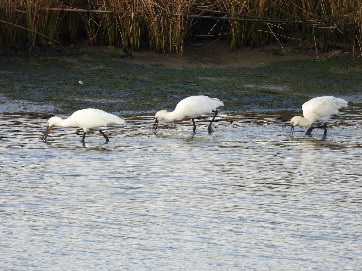 Eurasian Spoonbill - ML646297928
