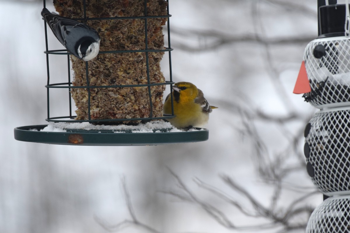 Bullock's Oriole - ML646297929