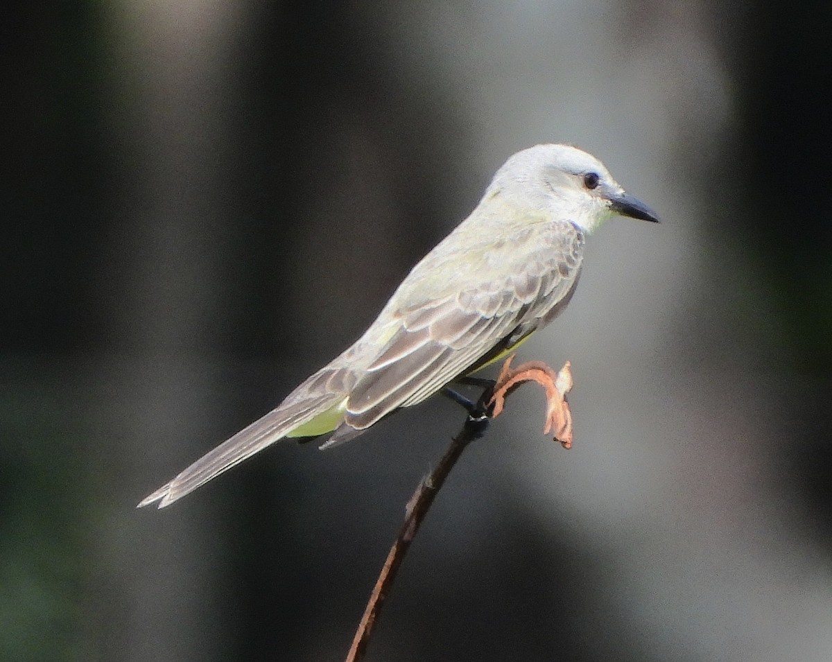 Tropical Kingbird - ML646297930