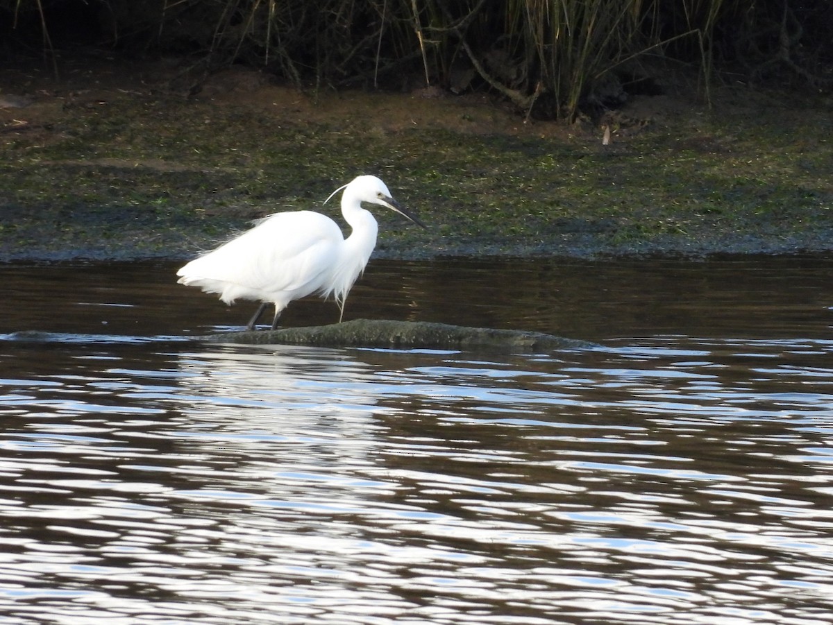 Little Egret - ML646297935