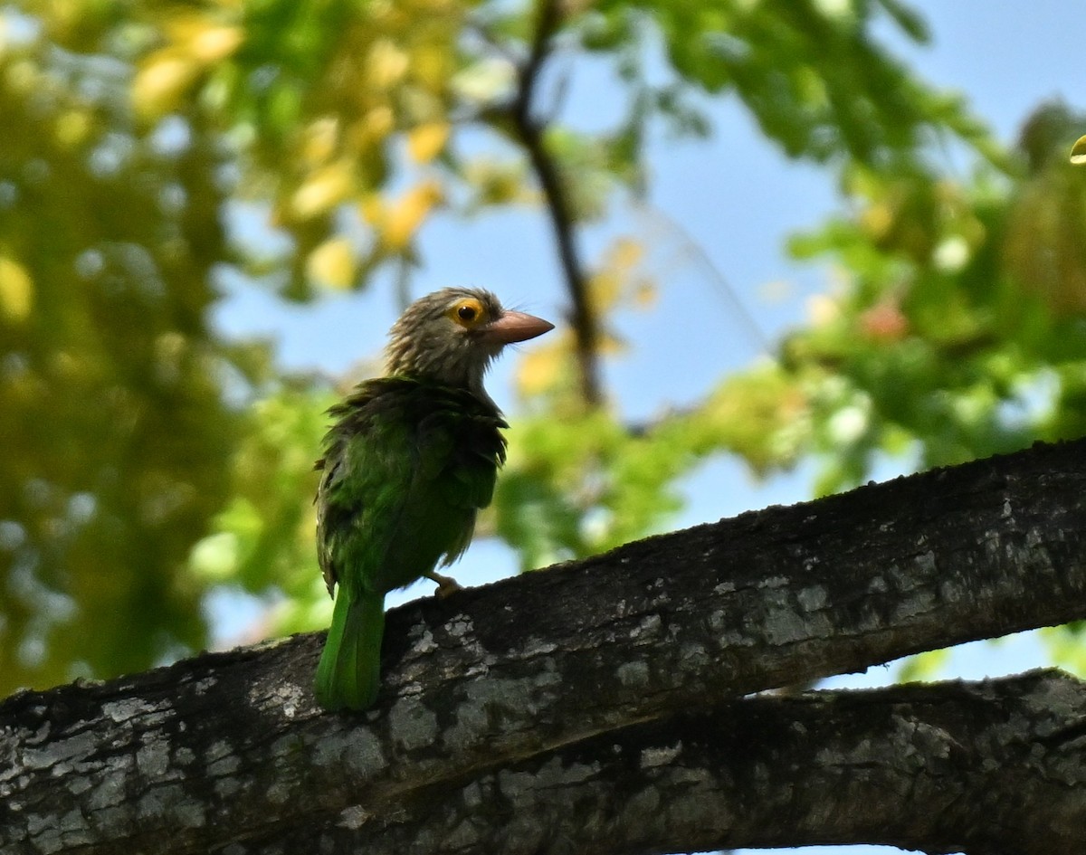 Barbu rayé - ML646297936