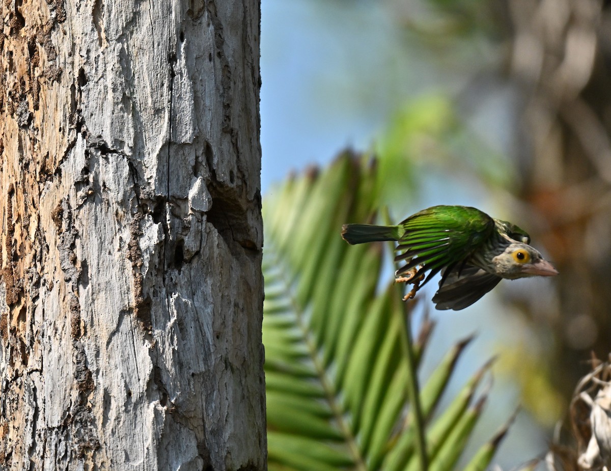 Barbu rayé - ML646297937