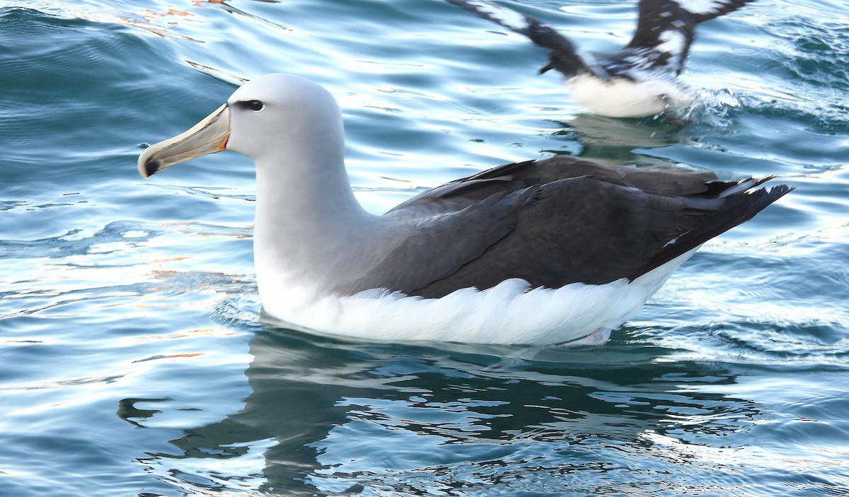 サルビンアホウドリ - ML646297938