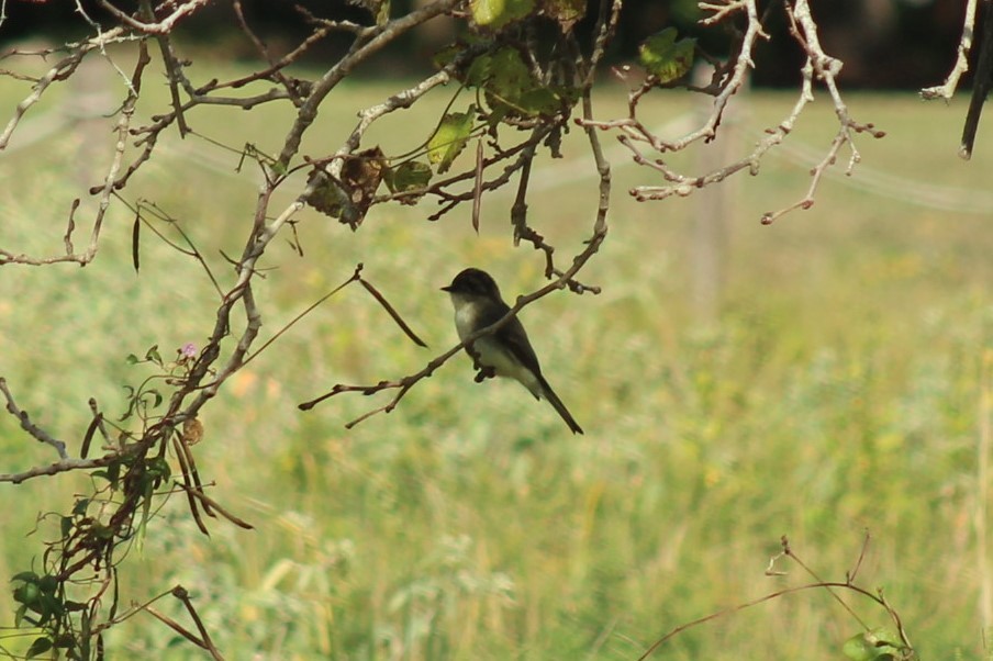 Eastern Phoebe - ML646297939