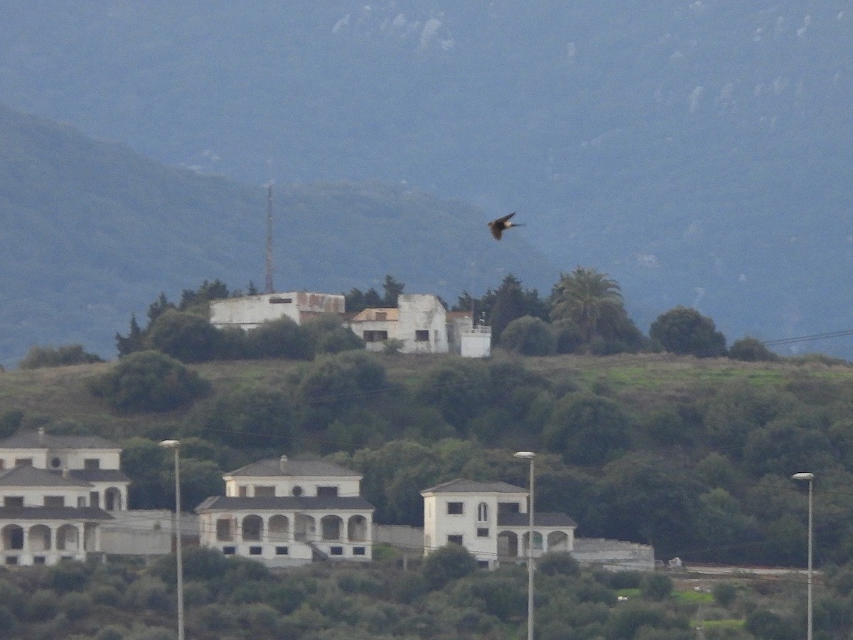 European Red-rumped Swallow - ML646297942