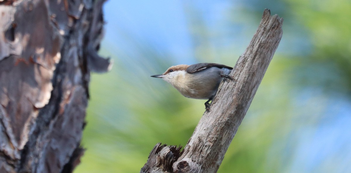 Brown-headed Nuthatch - ML646297943
