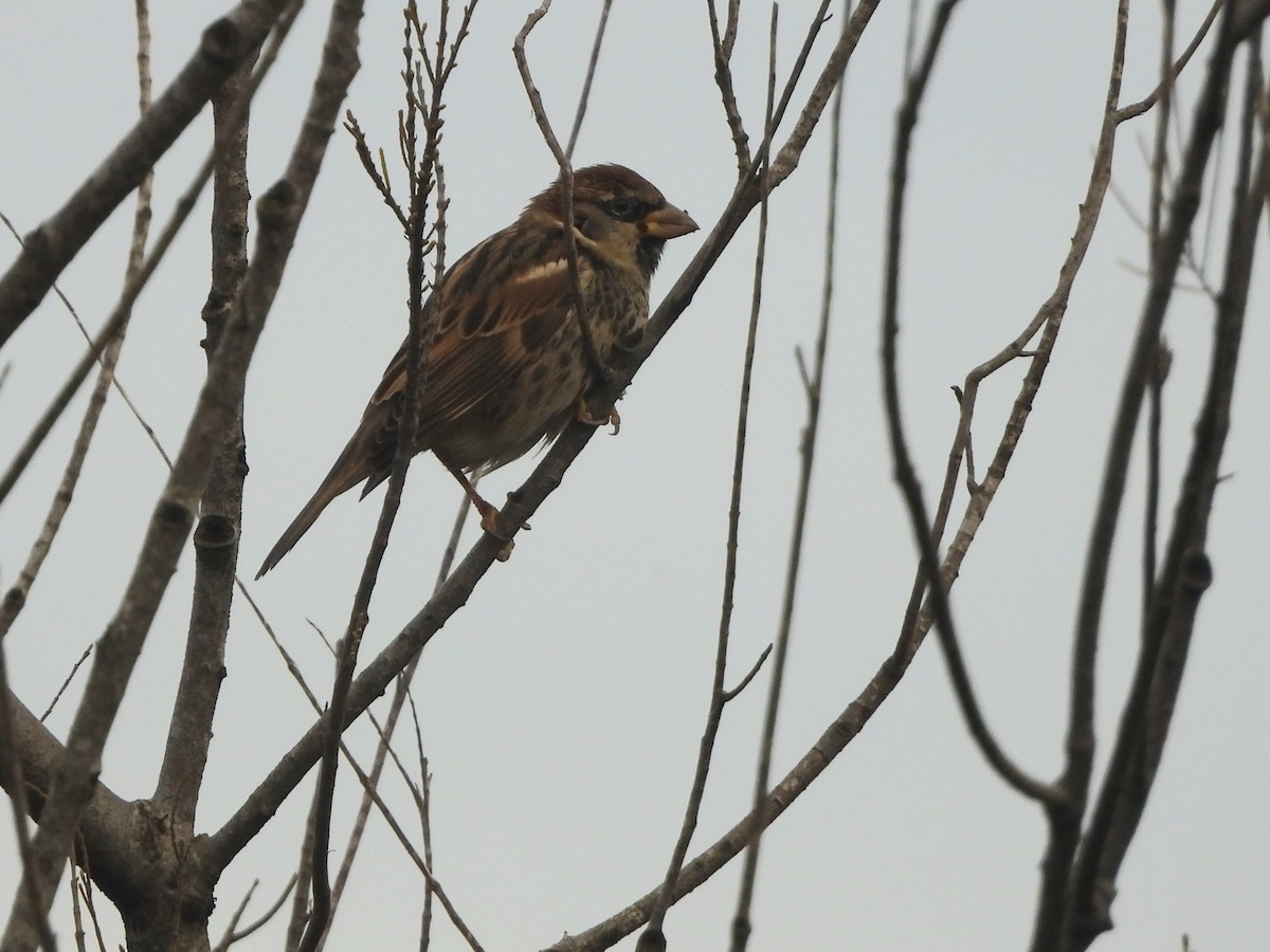 Spanish Sparrow - ML646297947