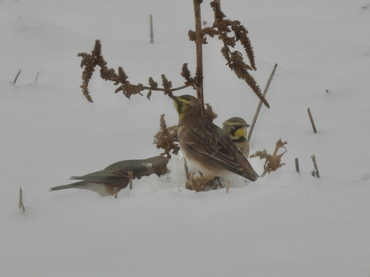 Horned Lark - ML646297948