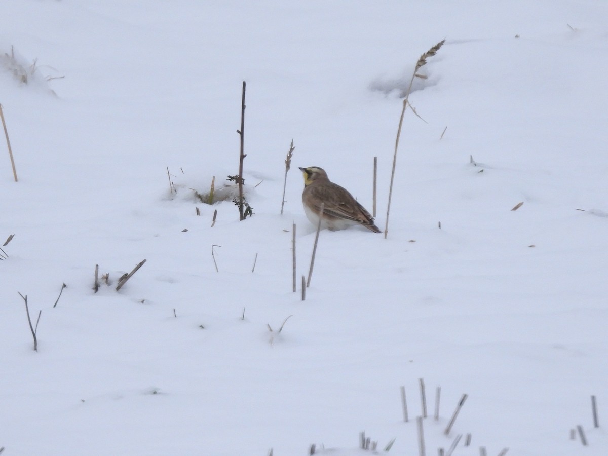 Horned Lark - ML646297949