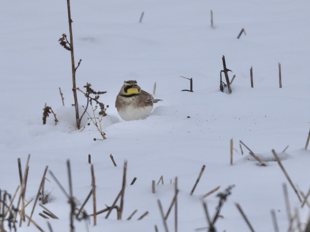 Horned Lark - ML646297950