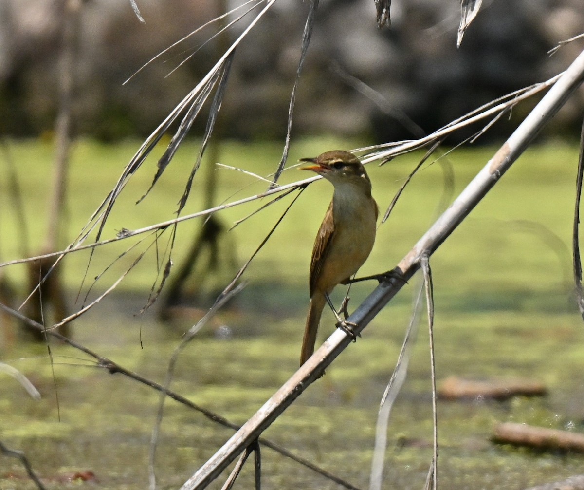 Rousserolle d'Orient - ML646297954