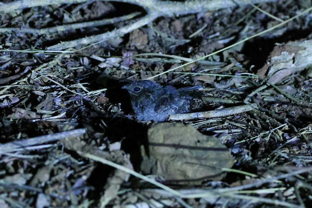 Madagascar Nightjar - ML646297956