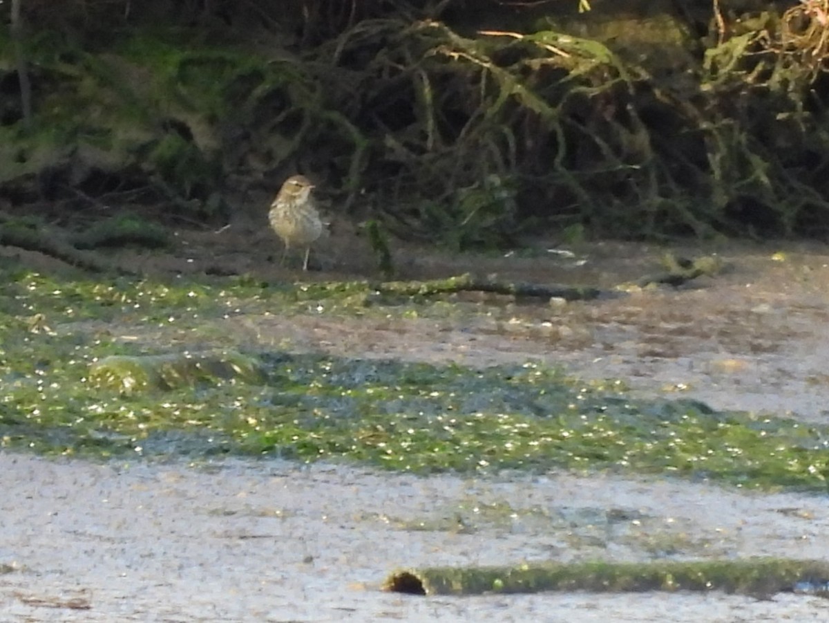 Water Pipit - ML646297957