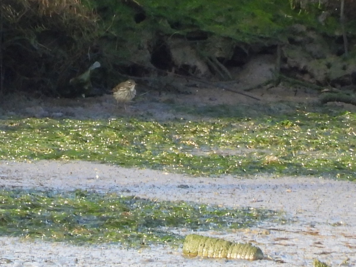 Water Pipit - ML646297958