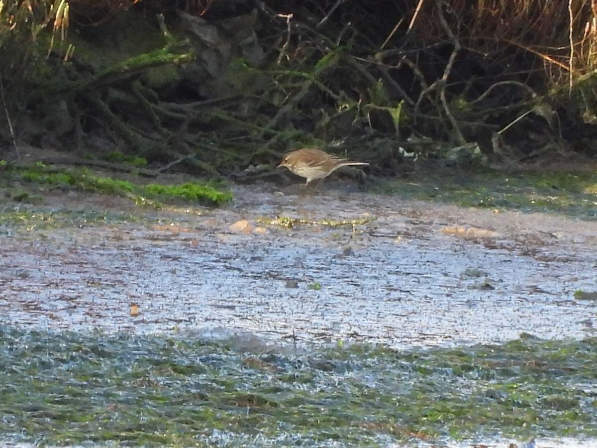 Water Pipit - ML646297959