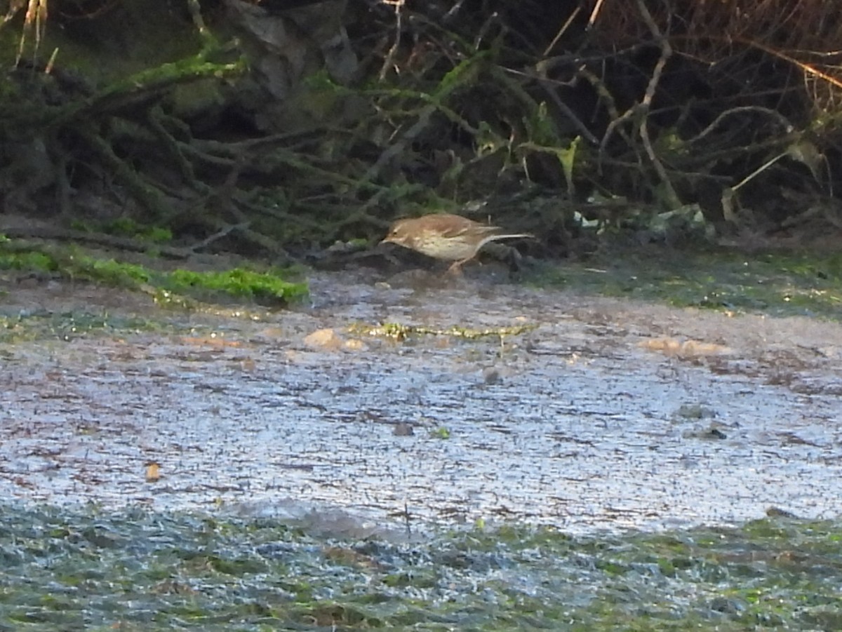Water Pipit - ML646297960