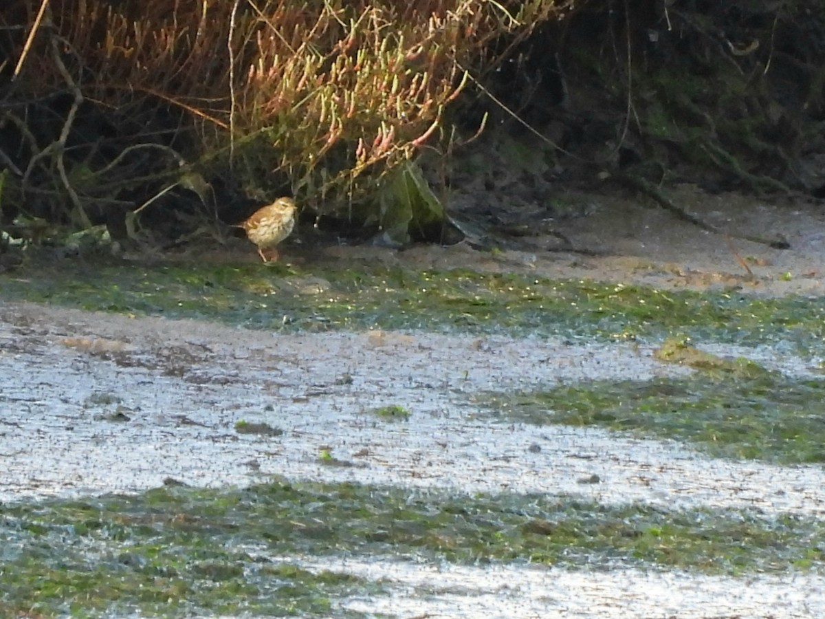 Water Pipit - ML646297961