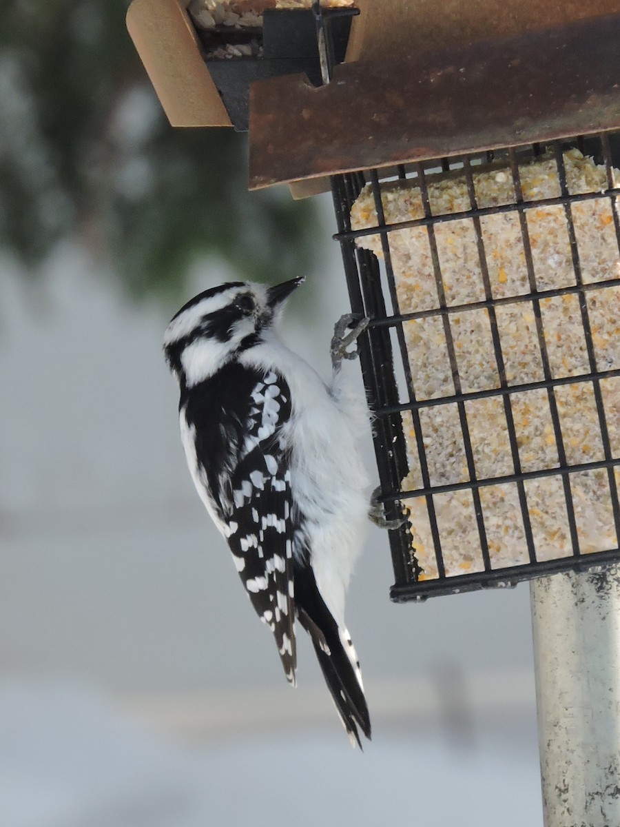Downy Woodpecker - ML646297962