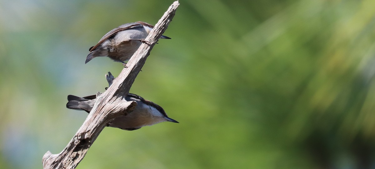 Brown-headed Nuthatch - ML646297964