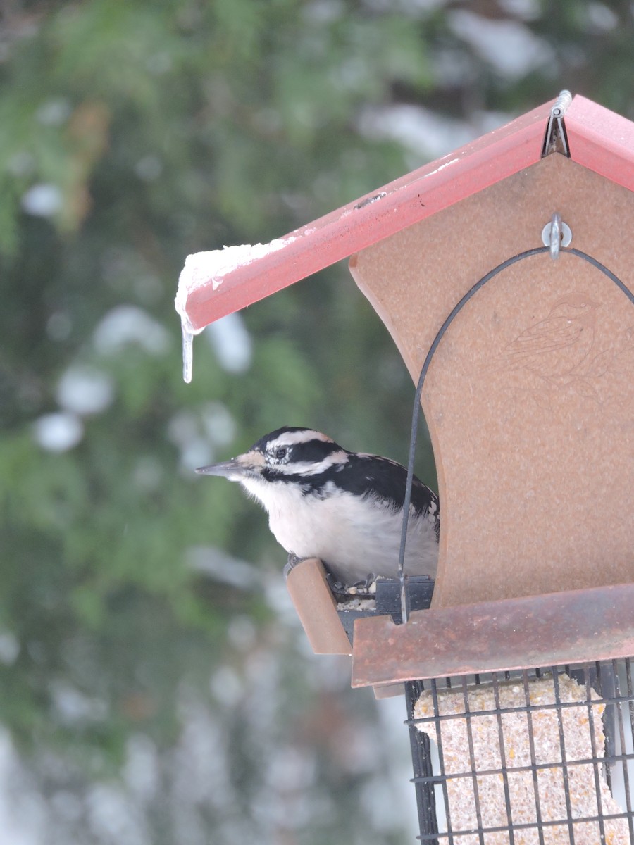 Hairy Woodpecker - ML646297965