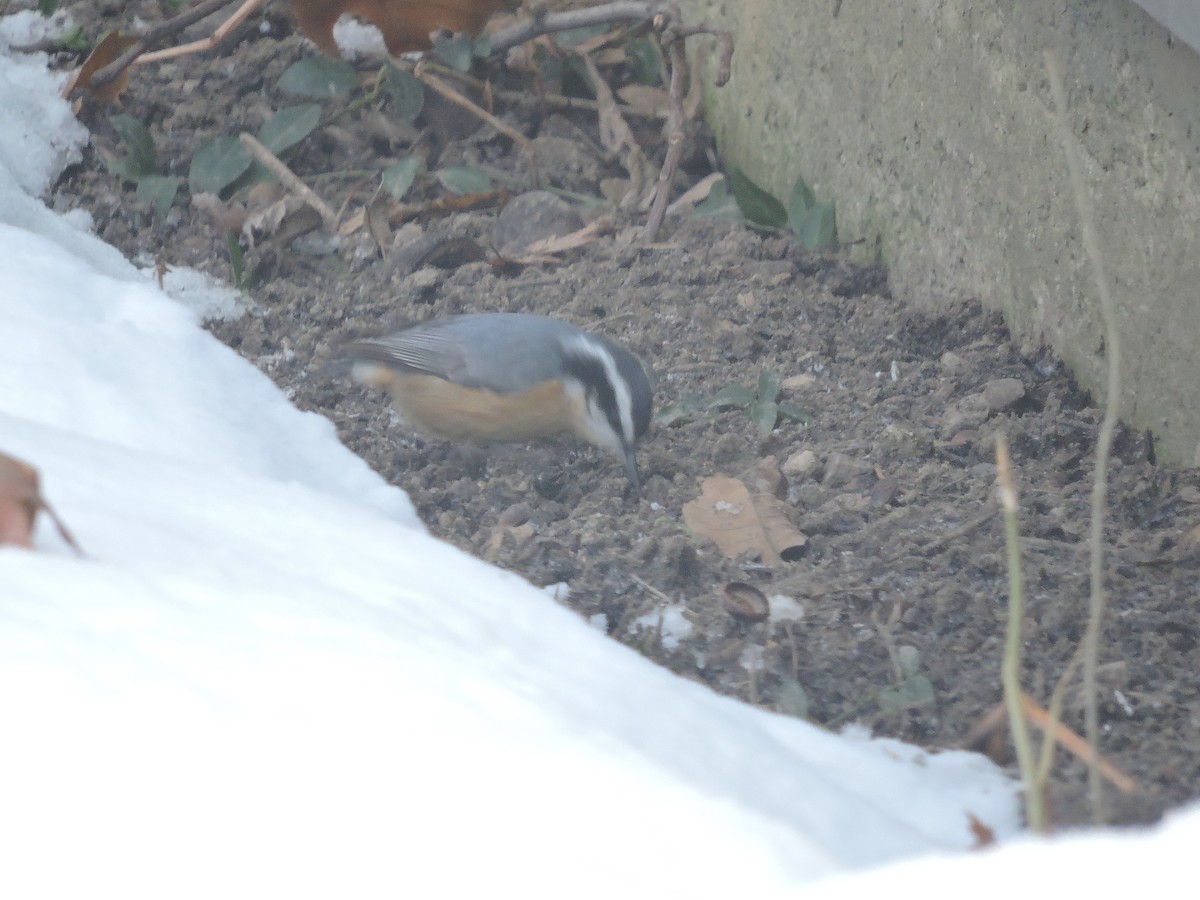 Red-breasted Nuthatch - ML646297971