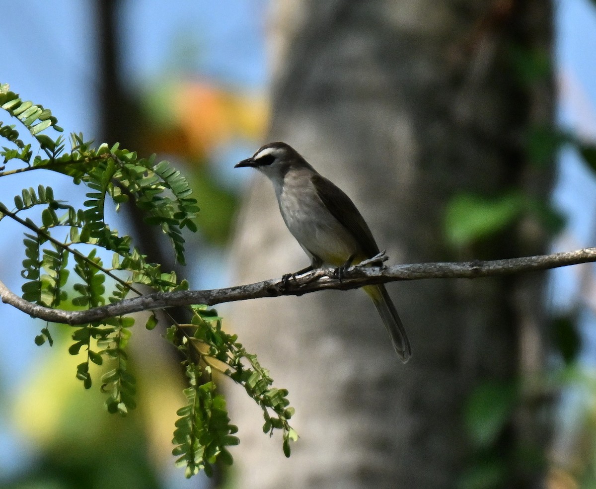 Bulbul goiavier - ML646297972