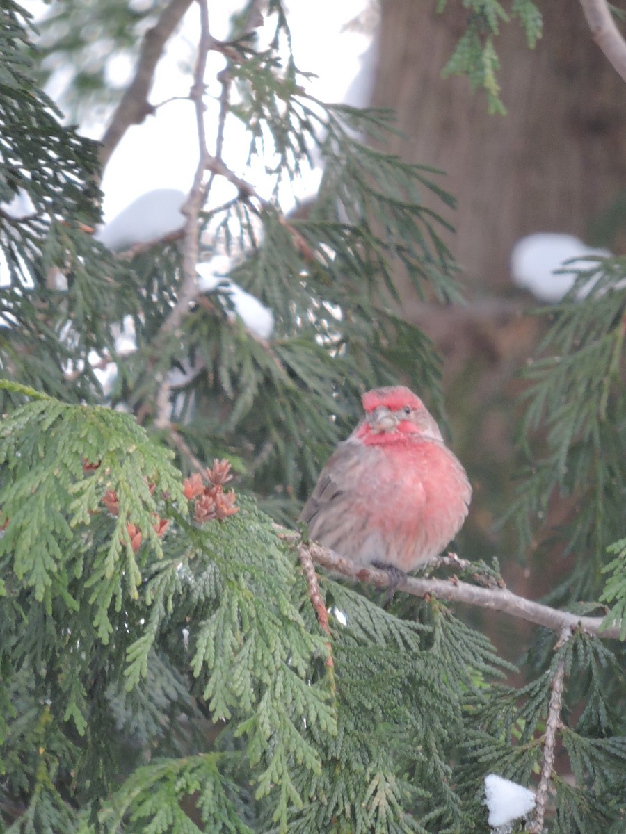 House Finch - ML646297977