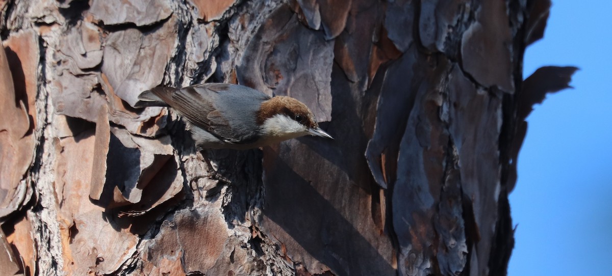 Brown-headed Nuthatch - ML646297978