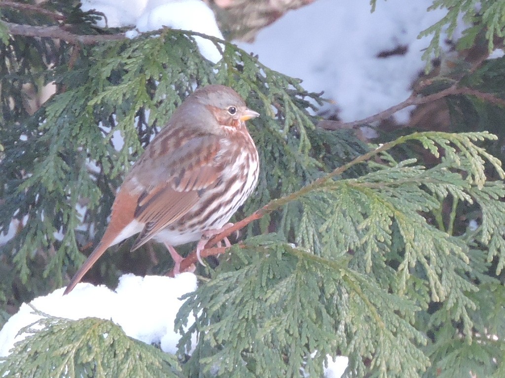 Fox Sparrow - ML646297979